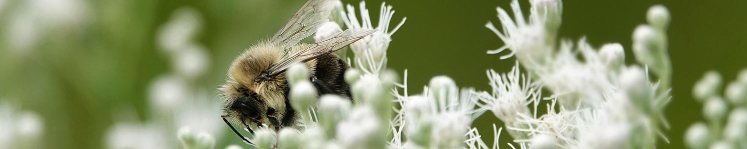 Bi og blomst